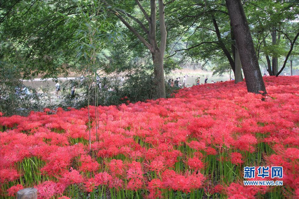 日本最大的曼珠沙華簇生地迎來花開時節(jié)(組圖)