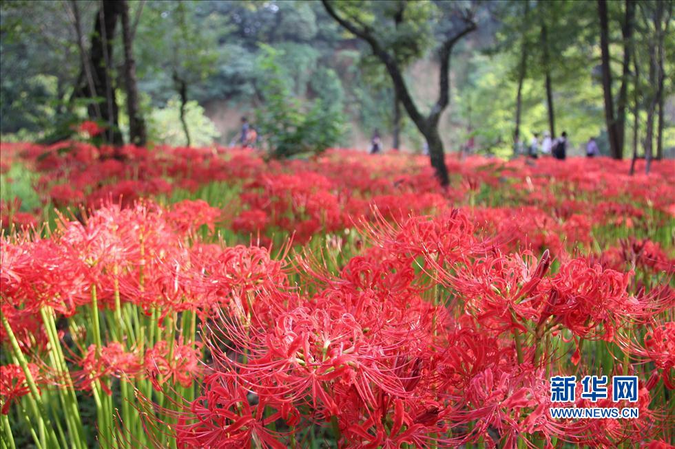 日本最大的曼珠沙華簇生地迎來花開時(shí)節(jié)(組圖)