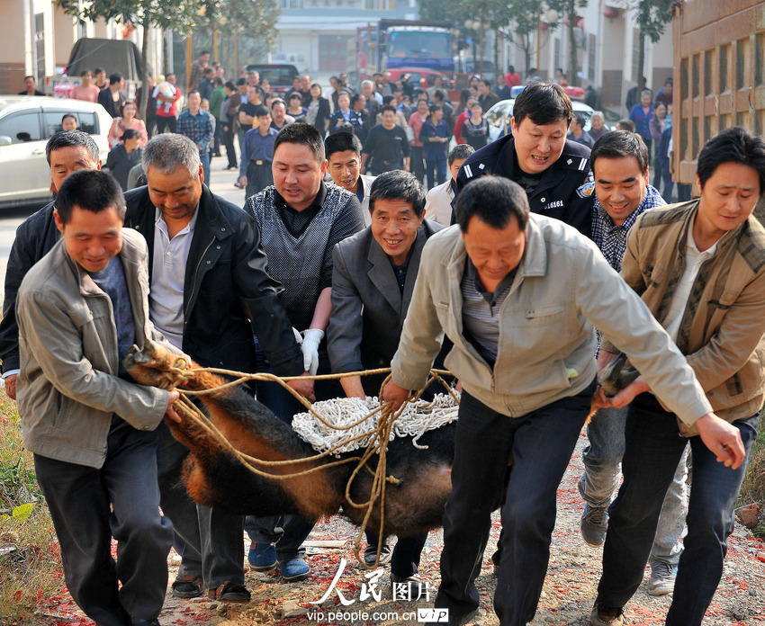 鬣羚夜闖民宅 警民聯(lián)手護(hù)送回家(組圖)