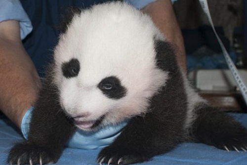 美國華盛頓動物園新生小熊貓滿百天 獲名“寶寶”