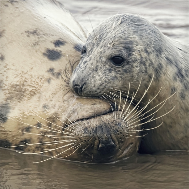 冬日暖情：動物們的擁抱日(高清組圖)