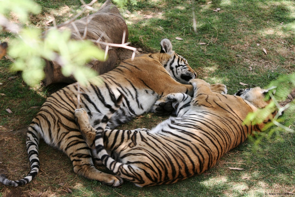 冬日暖情：動物們的擁抱日(高清組圖)