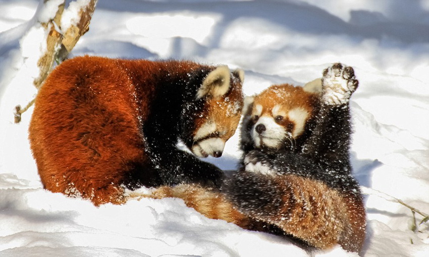 逗趣！美動(dòng)物園小熊貓雪中嬉鬧打滾(組圖)