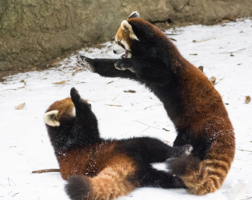 逗趣！美動(dòng)物園小熊貓雪中嬉鬧打滾(組圖)