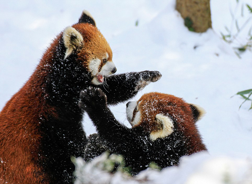 逗趣！美動物園小熊貓雪中嬉鬧打滾(組圖)