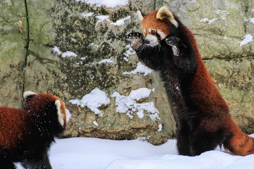 逗趣！美動物園小熊貓雪中嬉鬧打滾(組圖)