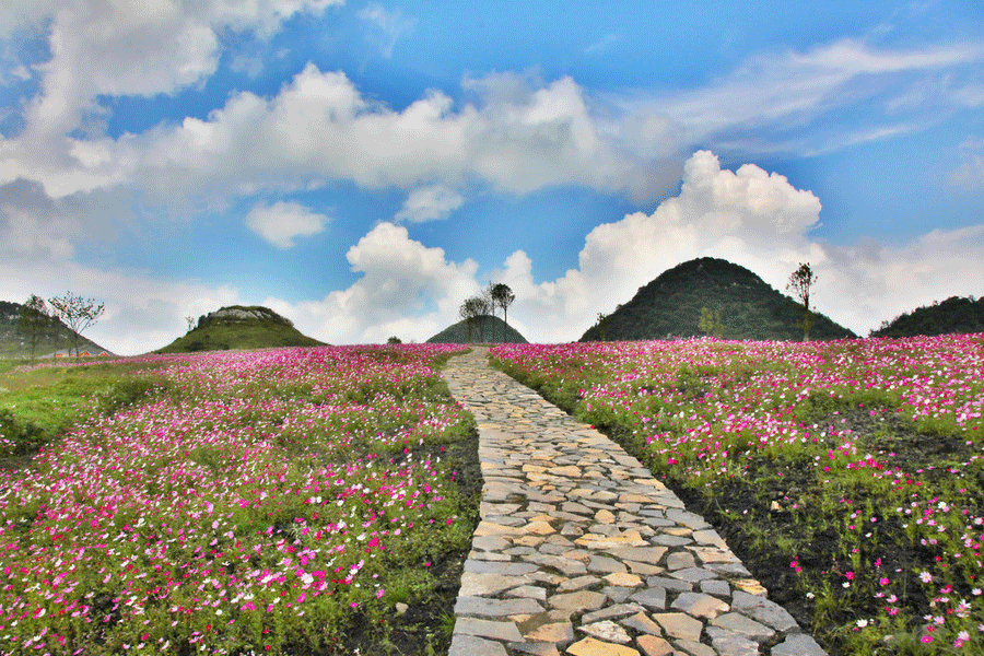 Flower sea in the 'Coolest City'