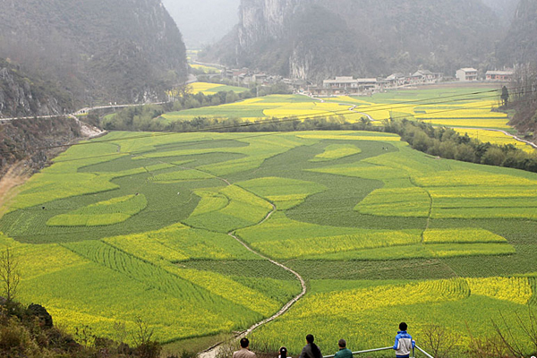 Huge 'dragon' soars from cole flower field in SW China