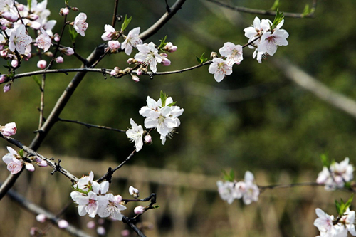 Hangzhou's West Lake Springs to Life