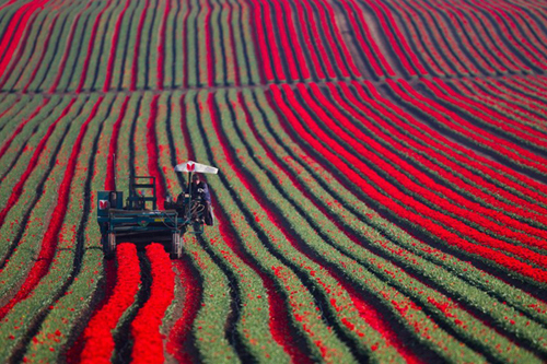 Tulip Harvest Season in Germany