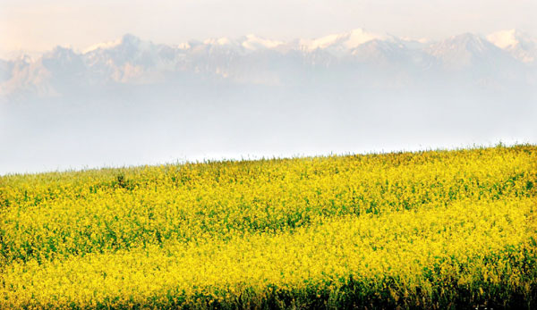 Cole flowers blossom in Xinjiang