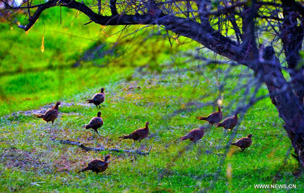 Birds' paradise: wetland of Tengger Desert in NW China