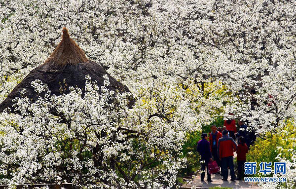 It's the season for flower viewing!