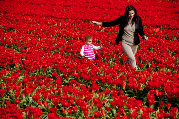 Tulips bloom in Amsterdam