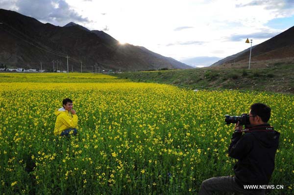 Rape flower scenery in Tibet