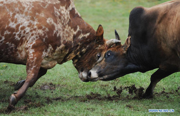 Bullfight at China's Yi ethnic group's Torch Festival