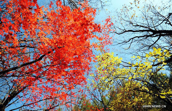 Maples on Guanmen Mountain in Benxi, NE China