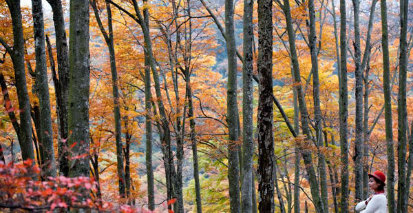 Autumn scenery of Guangwu Mountain in Nanjiang, China's Sichuan province