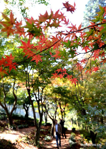 Autumn red leaves on Lushan Mountain