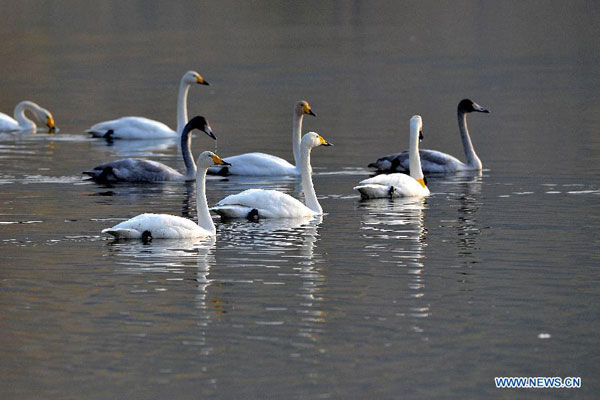 Migratory swans spend winter in Pinglu, N China