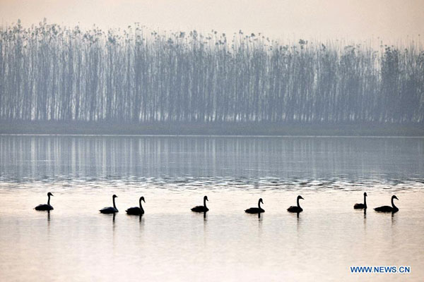 Migratory swans spend winter in Pinglu, N China