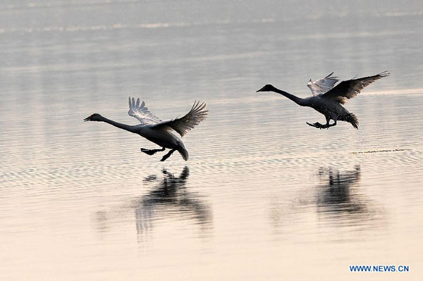 Migratory swans spend winter in Pinglu, N China