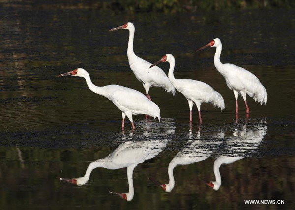 White cranes in Sikou township of Wuyuan county