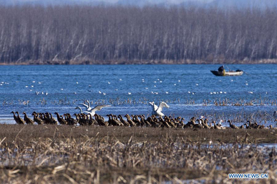 White swans on Cuiping Lake in Tianjin