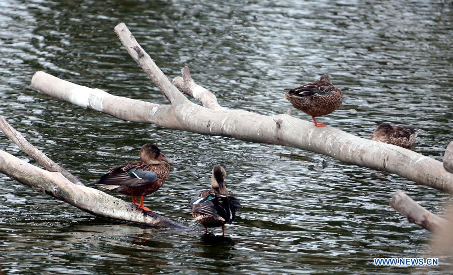 Scenery of HK's wetland area