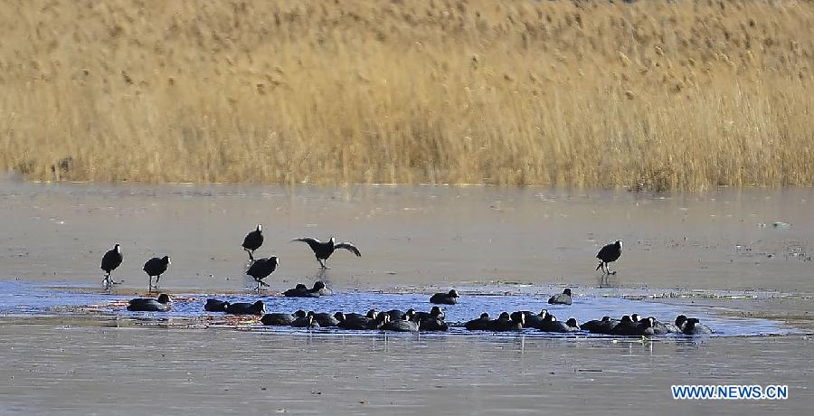 Scenery of Lhalu Wetland in Lhasa