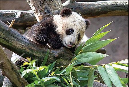 Rare panda cub plays to the gallery at San Diego Zoo