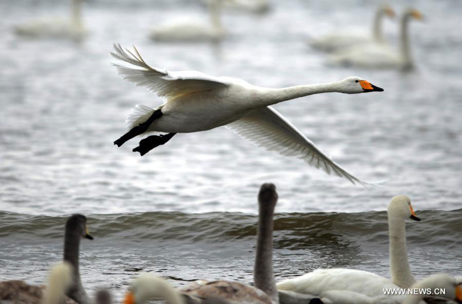 Whooper swans spend winter in Rongcheng city