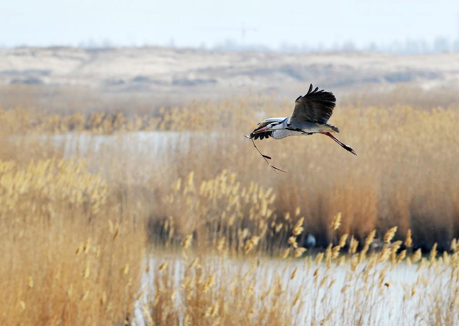 Migratory birds fly to Shahu Lake area in China's Ningxia