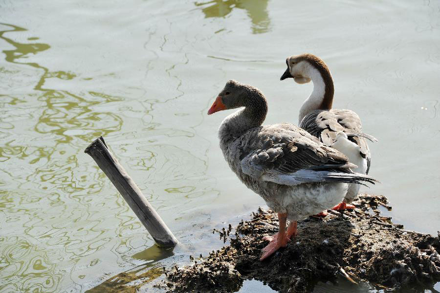 Migratory birds fly to Shahu Lake area in China's Ningxia