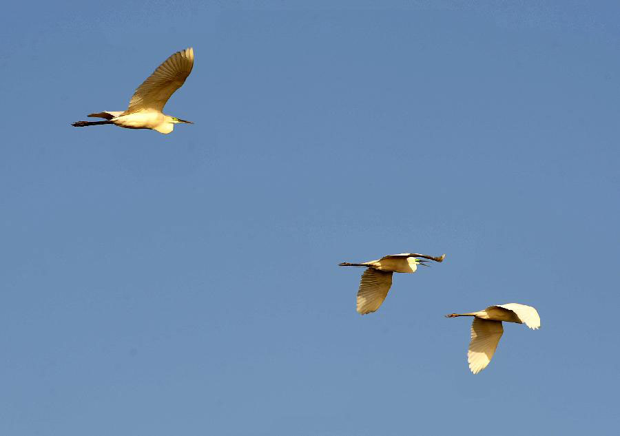 Migratory birds fly to Shahu Lake area in China's Ningxia