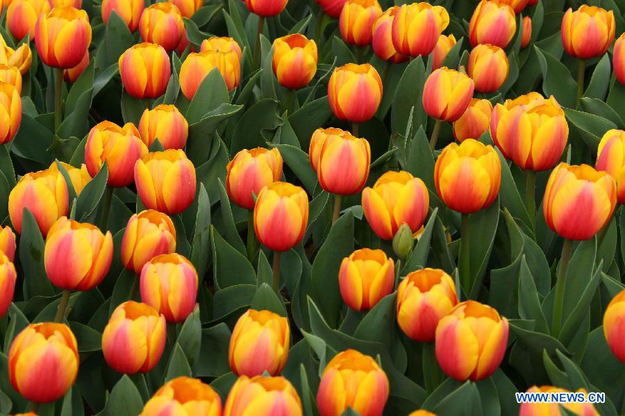 Tulip flowers blossom at botanical garden in Hefei