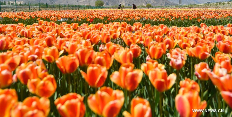 Tulip flowers blossom in China's Tibet and Qinghai