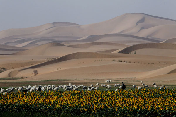 Desert oasis