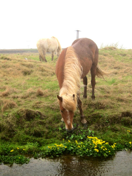 From horses to hot spa