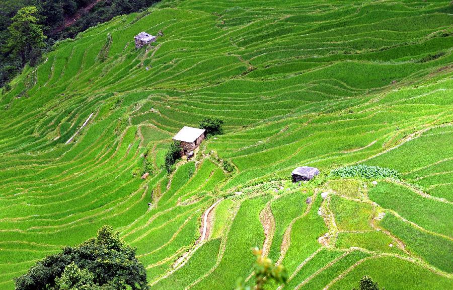 Paddy fields in Yuanyang, China's Yunnan