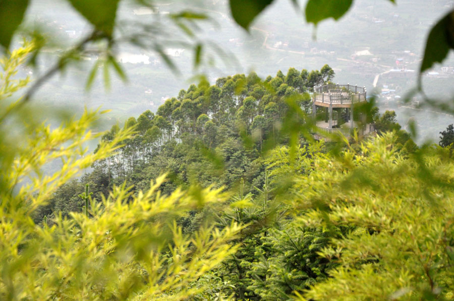 The bamboo sea in Chongqing