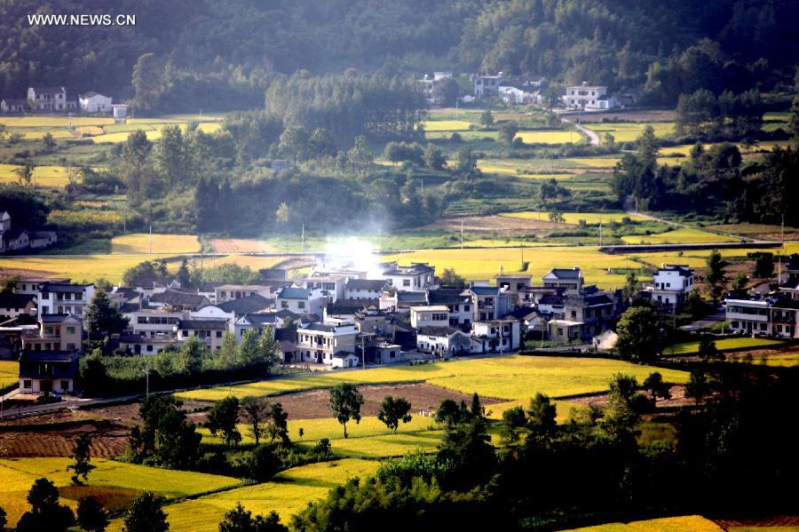 Paddy rice fields in China's Anhui