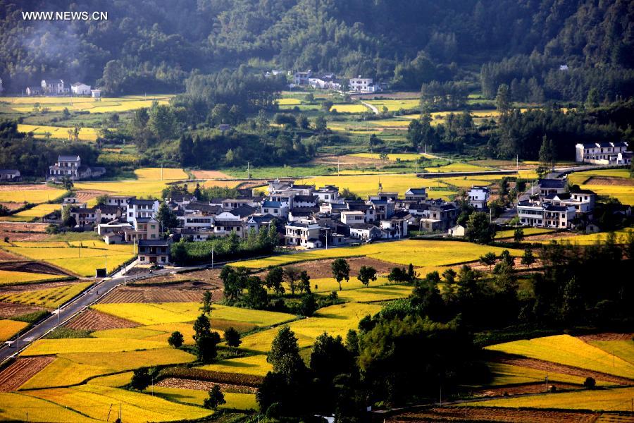 Paddy rice fields in China's Anhui