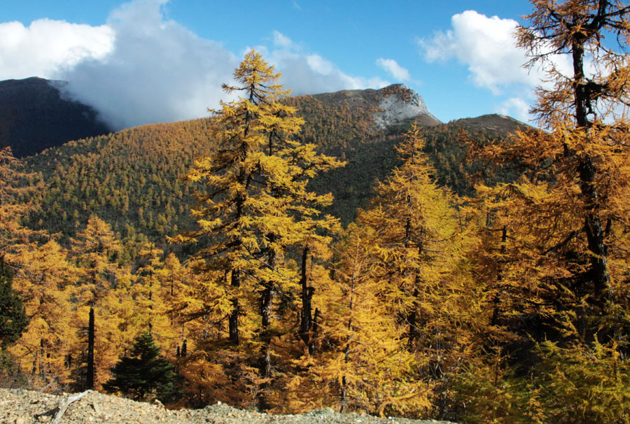 Golden larches brace for winter