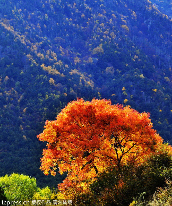 Autumn colors around China