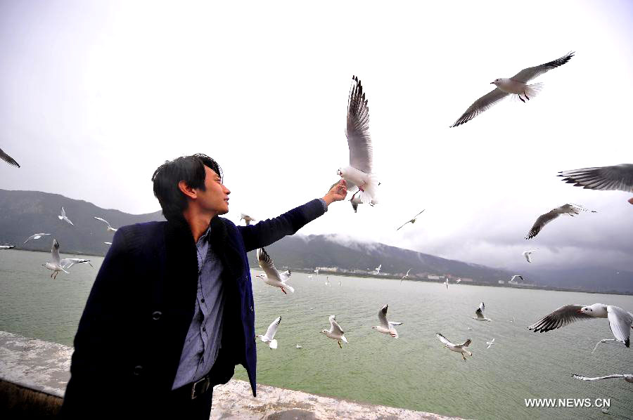 Red-billed gulls spend winter in Kunming