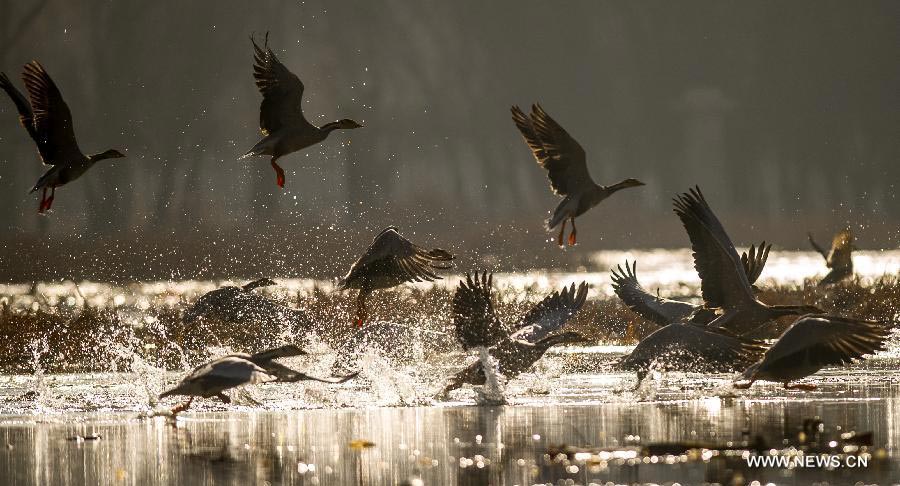 Lalu Wetland National Nature Reserve in Lhasa