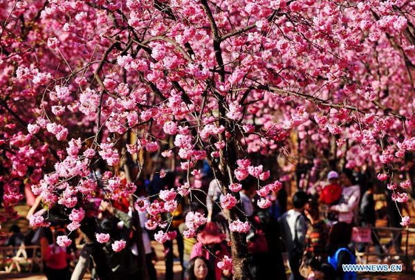 Beautiful cherry blossoms in Kunming