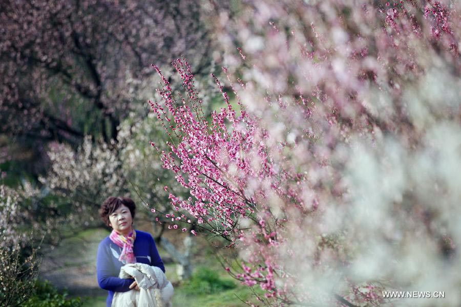 Plum blossoms in Nanjing