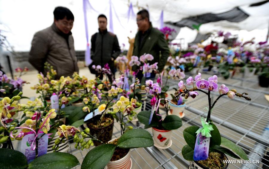 In pictures: mini orchis from Taiwan seen in Beijing